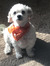 Tiffany N