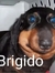 Brigido...