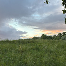 Harrington