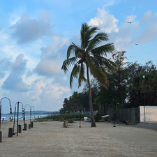 Tarika