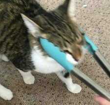 真洋逸