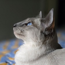 Beau