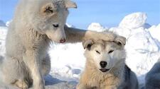 Maple wolf R.G