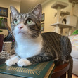 Stella