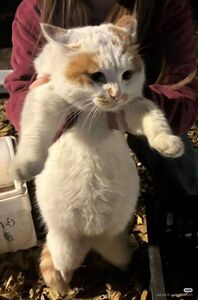 Maru