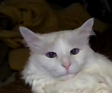 shaqcutie