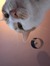 Alice L...