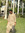Rawal