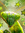 Olivine ๑ï