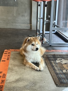 Sie