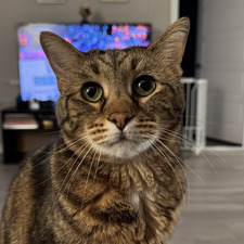 Bianca