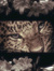 Aryam M...
