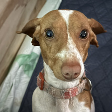 Codi