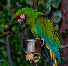 luis