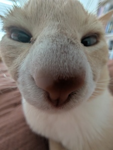♥️ Tilly ♥️