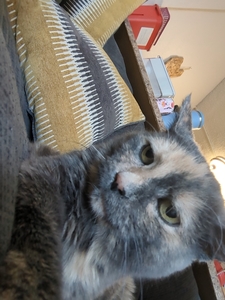 julie
