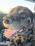 Ly