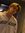 Martyna