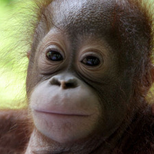 primate
