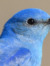 Bluebird27