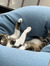 Julien