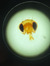 Mia Walker
