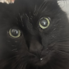 indie