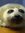 nerpling