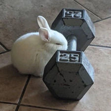 🐇