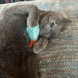 meeg