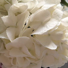 مهرة