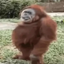 Jake