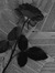 Blackrose