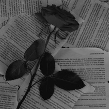 Blackrose