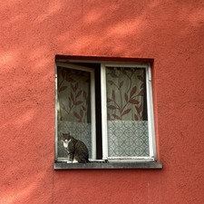ReadingCat