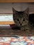 Filipa