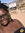 Quanisha