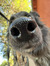 Maisy