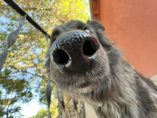 Maisy