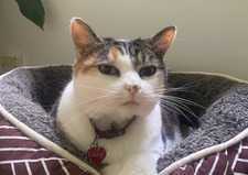 Gracie