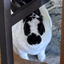 Bella Mac