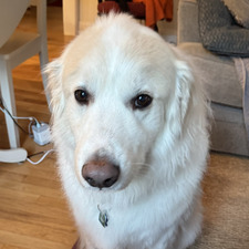 Annie