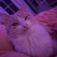 Bella