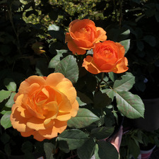 J. Rose