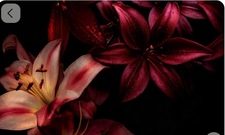 Selmora_725