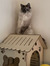 Lily Malander
