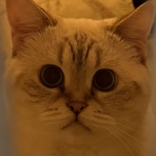ric
