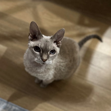 Chloe