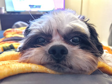 Ani