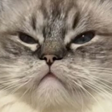 Luciferandi 